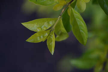 green leaves background