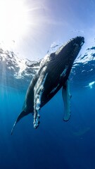 Naklejka premium Majestic Humpback Whale Swimming Gracefully in Clear Blue Ocean Waters.