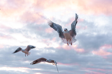 Seagulls gliding in pastel sunrise. Flight above clouds.