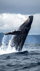 Naklejka premium Majestic humpback whale breaching high out of the ocean water.
