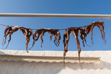 Octopus Drying The Sun Mediterranean