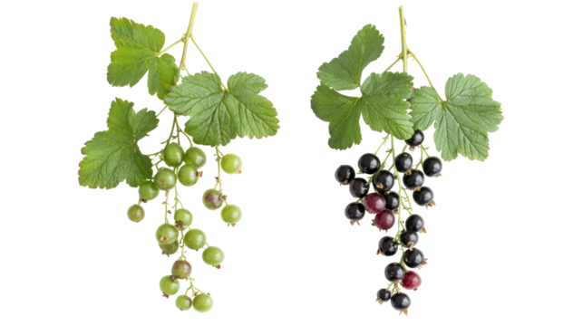 Two bunches of grapes green and purple isolated on transparent background - Powered by Adobe