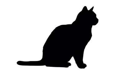 Black Cat Silhouette in Sitting Position on White Background