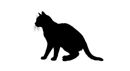 A Cat pet animal Silhouette on White Background