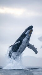 Fototapeta premium Majestic humpback whale breaching out of the ocean water.