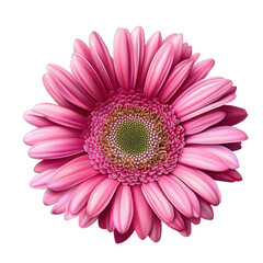 pink gerbera daisy isolated on transparent background .