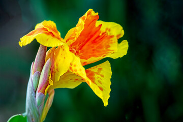Yellow Canna Lily Bloom with Buds