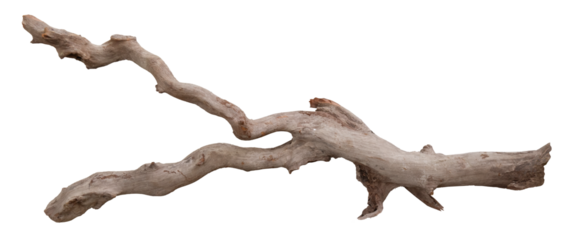 weathered driftwood log