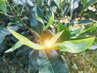 Assam tea garden to see selected shoot tea leaves	
