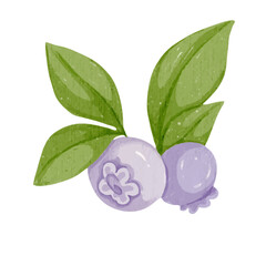 Colorful ripe blueberries.
Vector graphics.