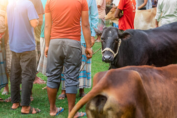 Vibrant Commerce: People in Casual Wear at a Cow Trading Fair