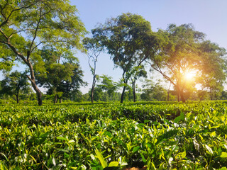 Assam tea garden to see selected shoot tea leaves	

