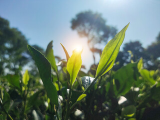 Assam tea garden to see selected shoot tea leaves	
