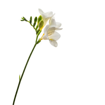 Closeup of a delicate white freesia flower isolated on transparent background