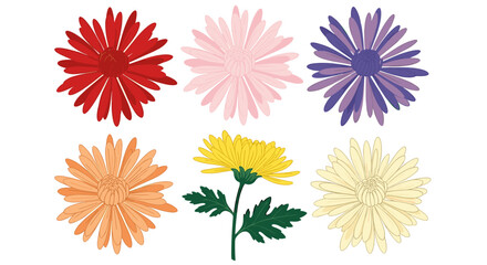 Assorted Chrysanthemum Flowers Blooming in White Backdrop for Floral Design, Artistic Illustration, Gardening Projects, Botanical Decoration, Springtime Decor, Wellness Promotion, Textile Pattern, Inv