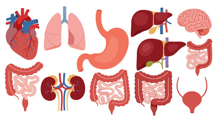 Human Anatomy Organ System Illustration for Medical Education and Healthcare Presentations: Detailed Diagrams of Heart, Lungs, Brain, Liver, Stomach, Intestines, Kidneys, Bladder for Biology Studies,