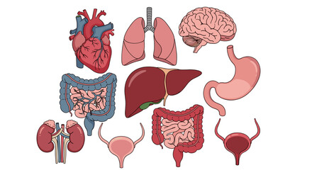Human Organs Anatomy Illustration for Medical Education: Comprehensive Organ System Overview Depicting Heart, Lungs, Brain, Liver, Stomach, Intestines, Kidneys, Bladder for Science Presentations, Heal