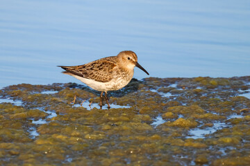 Calidris alpina sea-lairk, pliver's page, pickerel, peerie-snippock, whitterick, smaw wader in the shallow water