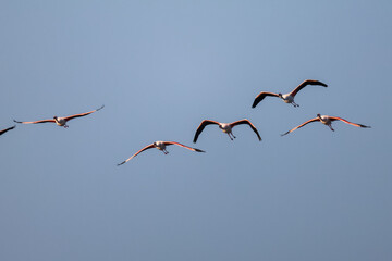 Flock of birds seagulls, pelicans, flamingos in flight on the water cormorants