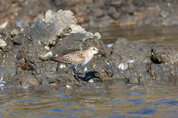 Calidris alpina sea-lairk, pliver's page, pickerel, peerie-snippock, whitterick, smaw wader in the shallow water
