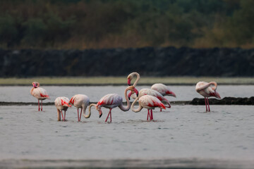 Flock of birds seagulls, pelicans, flamingos in flight on the water cormorants