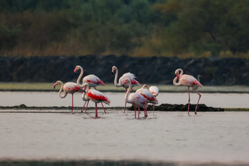 Naklejka premium Flock of birds seagulls, pelicans, flamingos in flight on the water cormorants