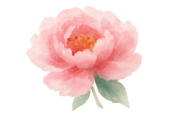 Pink peony flower watercolor painting illustration with green leaves, botanical art on transparent background