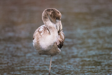 Young flamingo chick on shallow water in the wild close up