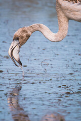 Young flamingo chick on shallow water in the wild close up