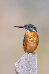 Close-up of Common Kingfisher Eurasian kingfisher Alcedo atthis on fence on white background