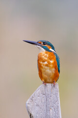 Close-up of Common Kingfisher Eurasian kingfisher Alcedo atthis on fence on white background