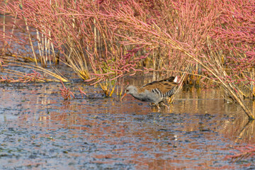 Water rail Rallus aquaticus on the water on lake
