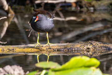 Common Gallinule Gallinula chloropus Common Moorhen on the water