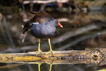 Common Gallinule Gallinula chloropus Common Moorhen on the water