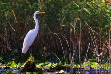 White heron on the water