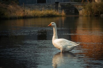 Obraz premium White goose stands beside calm village pond reflecting timeless cottages and sky