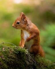 squirrel in the woods