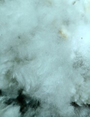 close up photo of kapok, kapok is white and has a smooth texture