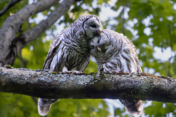 Tender moment between monogamous mated pair of barred owls Strix varia in southern Ontario Canada	
