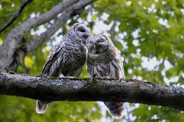 Mutual preening of bonded mated pair of barred owls Strix varia in southern Ontario Canada
