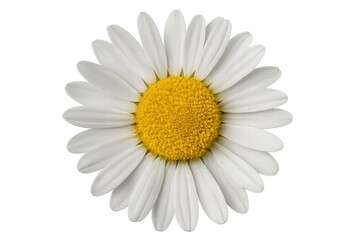 Daisy flower head showing white petals, transparent background