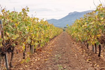 Les vignes
