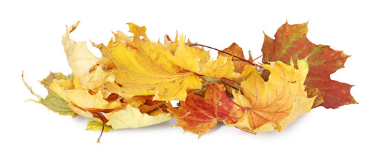 Pile of dry leaves isolated on white. Autumn season