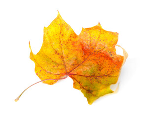 One dry maple leaf isolated on white. Autumn season
