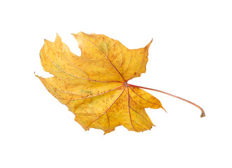 One dry maple leaf isolated on white. Autumn season
