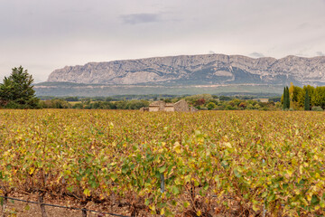 Les vignes d'Aix