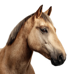 Fototapeta premium Light-coated horse facing right