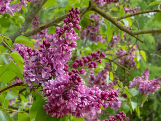 Semi-double purple lilac flowers close-up