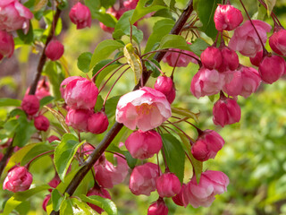 Double pink apple blossoms macro. Spring bloom