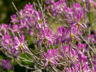 Rhododendron canadense,rhodora or Canada rosebay flowering shrub.